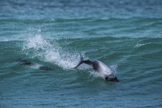 Commerson's dolphins (Cephalorhynchus commersonii), also known as Jacobita or Tonina, surfing in a