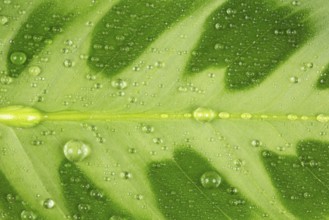 Green leaf and water drop close up