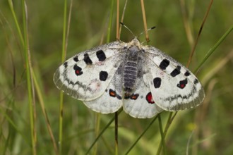 Apollo butterfly, Parnassius apollo, Apollo