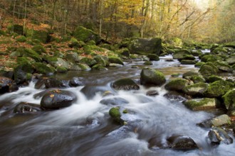 Wildbach, Torrent