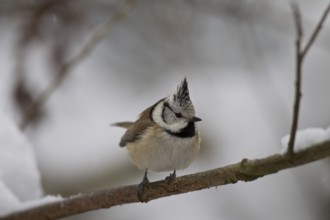 Haubenmeise, Lophophanes cristatus, Syn. Parus cristatus, European crested tit