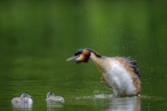 Great crested grebe (Podiceps scalloped ribbonfish) shakes itself wet while two chicks swim in the
