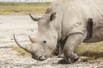 A White Rhino in Lake Nakuru National Park that has been wounded by a bullet from a rifle, most
