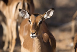 Impala portrait