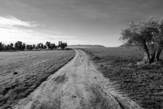 Field path through a lonely barren landscape, black and white, Ciudad Real province, Castilla-La