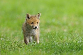 Fox cub, Vulpes vulpes, Germany, Europe
