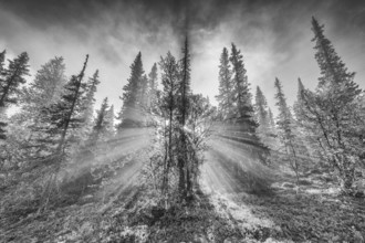 Sunbeams falling through trees, Dundret Nature Reserve, Gällivare, Norrbotten, Lapland, Sweden,