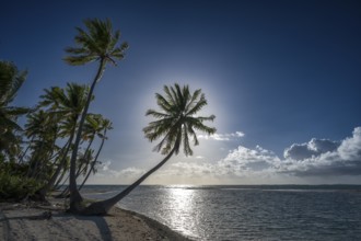 Coconut palms (Cocos nucifera) against the light, Tikehau, Atoll, Tuamotu Archipelago, Tuherahera,