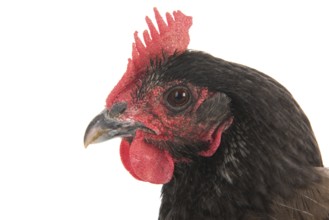 Portrait gray chicken isolated over white background