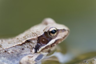 Brown Frog in nature water