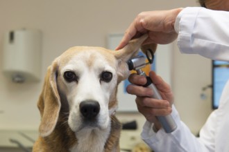 Ear examine by the veterinarian