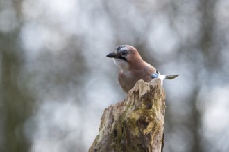 Eurasian jay in nature on branch