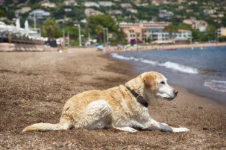 Labrador lying on the beach of Frejus and looking at the water, South of France 2018