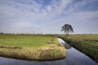 Solitary tree in a wide landscape near the Frisian village of Oosterzee