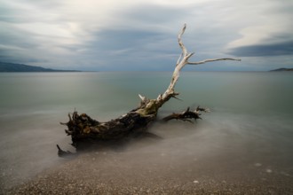 Old driftwood tree on a rocky beach with turquoise water behind under an overcast sky
