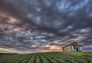 Sunset and durum wheat crop storm clouds