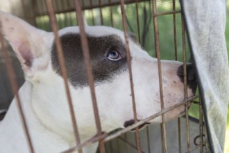 The face of a fighting breed dog in an enclosure