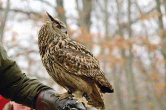 Portrait of a great horned Owl Bubo viriginianus