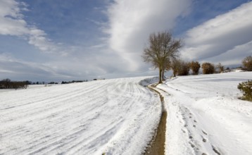 A lonely tree with a white snowy field
