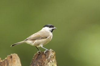 Marsh tit on tree root. Marsh Tit on root