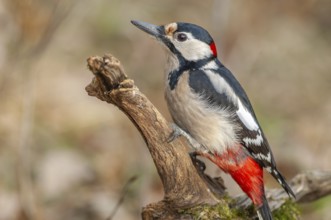 Great Spotted Woodpecker (Dendrocopos major) on a branch in the forest. Bas-Rhin, Alsace, Grand