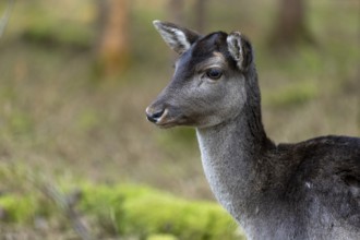 Fallow deer, female fallow deer (Dama dama), animal portrait, Landsberg am Lech Wildlife Park,