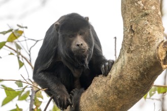 Black howler (Alouatta), Pantanal, inland, wetland, UNESCO Biosphere Reserve, World Heritage Site,