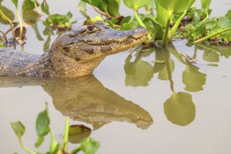 Caiman (Caimaninae), Crocodile (Alligatoridae), crocodile (Crocodylia), animal portrait,
