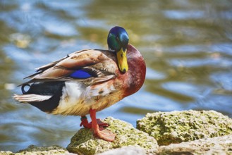 Male Duck Resting on Rock near the Pond Varna, Bulgaria, Europe