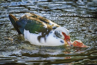 Ducks Coupling in the Water Varna, Bulgaria, Europe