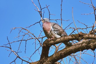 Common Wood pigeon (Columba palumbus) Perching on the Bough Varna, Bulgaria, Europe