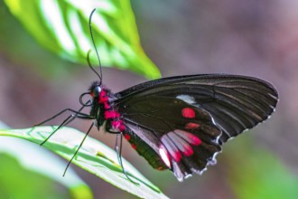 Red and black noble tropical butterfly on green nature background on big tropical island Ilha