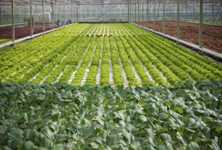 Cultivation of lettuce and cabbage in a greenhouse in the netherlands