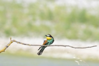 Merops apiaster, italy
