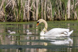 Offspring Swan Swan family
