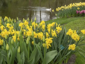Wild daffodils blooming at the edge of a pond, a swan swims in the background, amsterdam, the