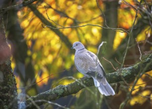 Closeup of a pigeon bird sitting on a tree