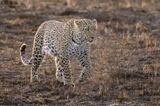 A leopard in the morning light runs across the still cold and wet savannah