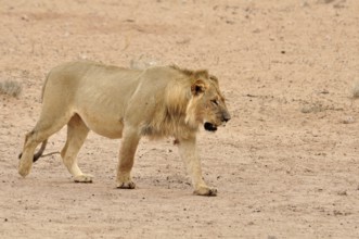 A young male lion in the Kgalagadi Transfrontier Park, Kalahari Desert, South Africa, Africa