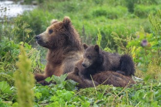 A female brown bear and her cubs lie in the grass, Kamchatka, Russia, Europe