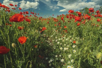 Field of poppy flowers and daisies at summer