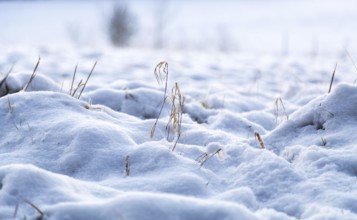 Snow in a meadow in winter macro