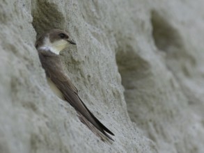 Sand martin (Riparia riparia) sitting at the entrance to its breeding tube, Rhine bank, High Rhine,