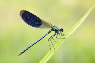 Banded Demoiselle on a leaf