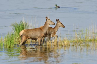 Rotwild überquert einen See, Male and female red deer in a lake