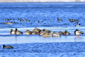 Mallard on an ice floe .Mallard in winter on an ice floes