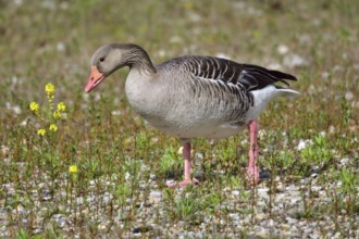 Greylag geese in Bavaria