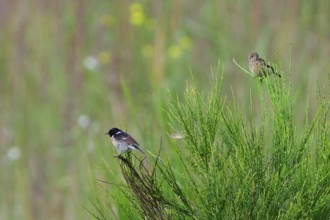 Young European stonechat on a shrub. Young stonechat waiting for food