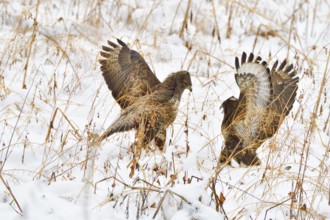 Two Common buzzard fight for food. Maeusebussarde kaempfen um Beute