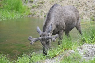 Bull moose in a pond. Male moose in a pond